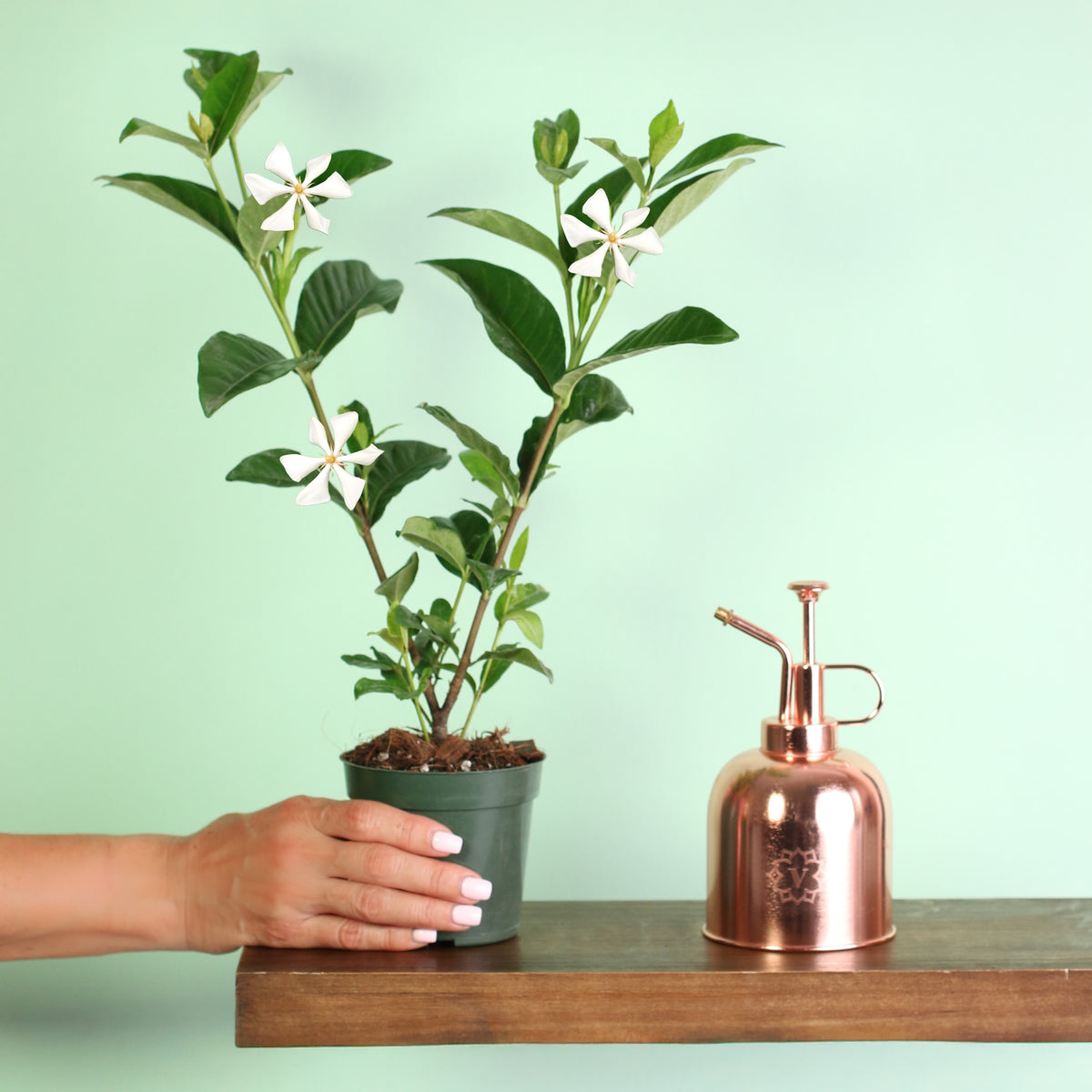 4" Nursery Vietnamese Gardenia in hand