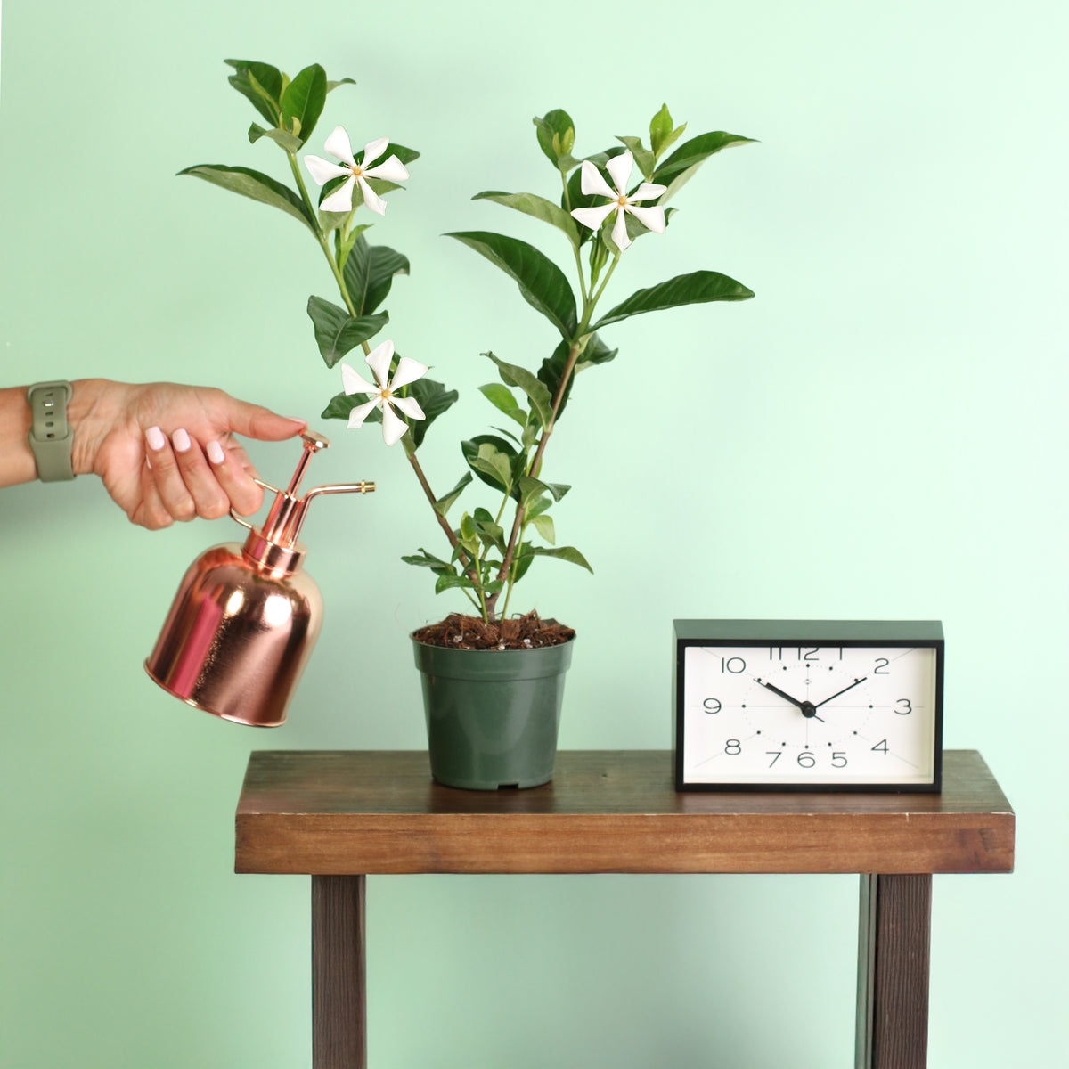 4" Nursery Vietnamese Gardenia being misted