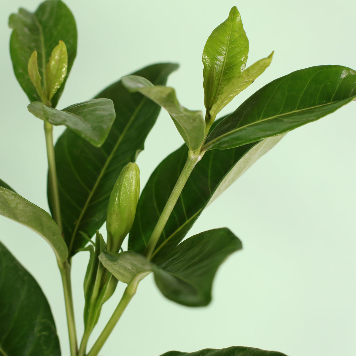 Vietnamese Gardenia early blooms emerging