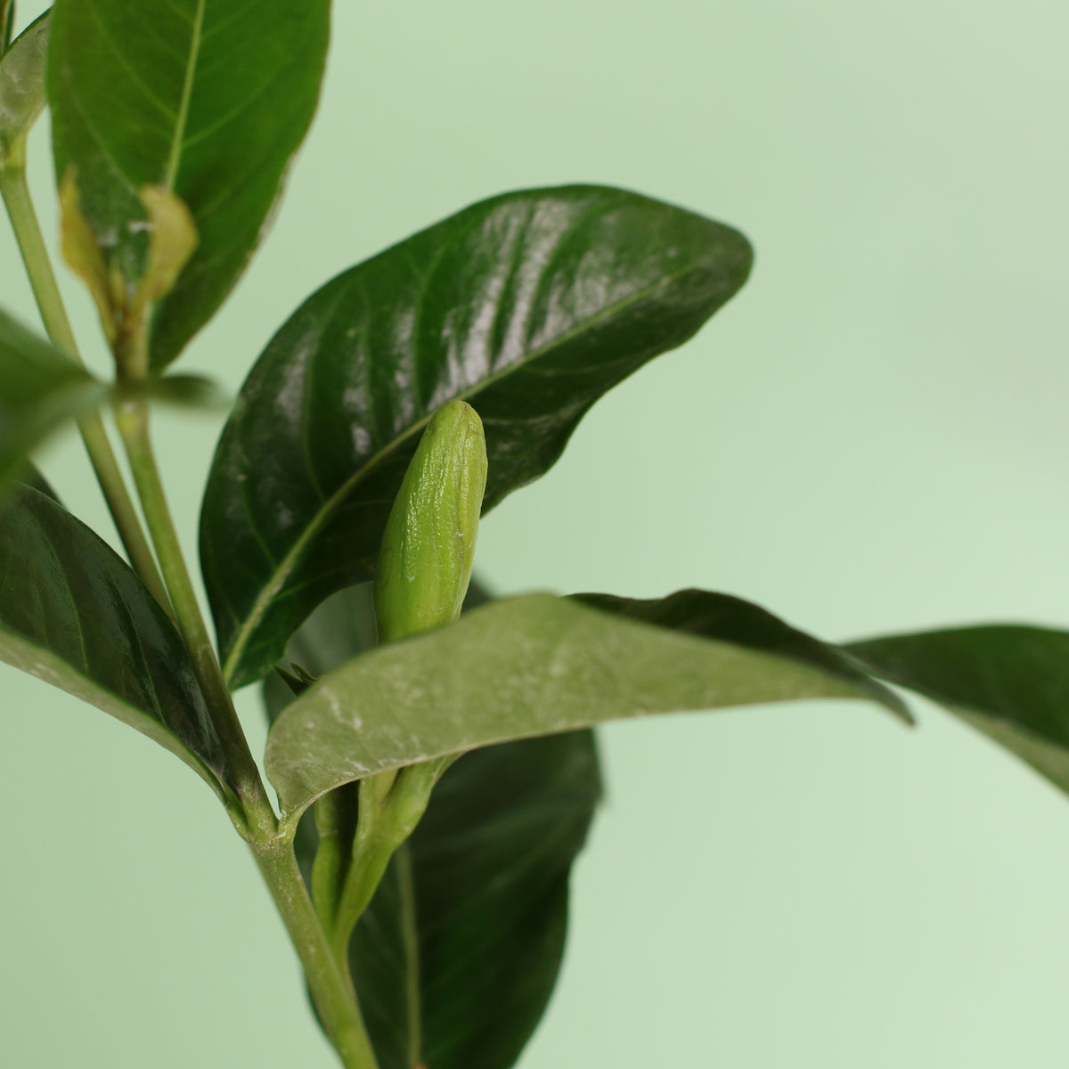 Vietnamese Gardenia emerging flower bud