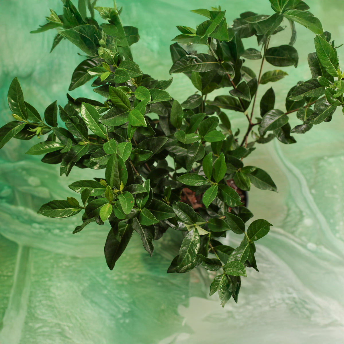 Top View of Vietnamese Gardenia