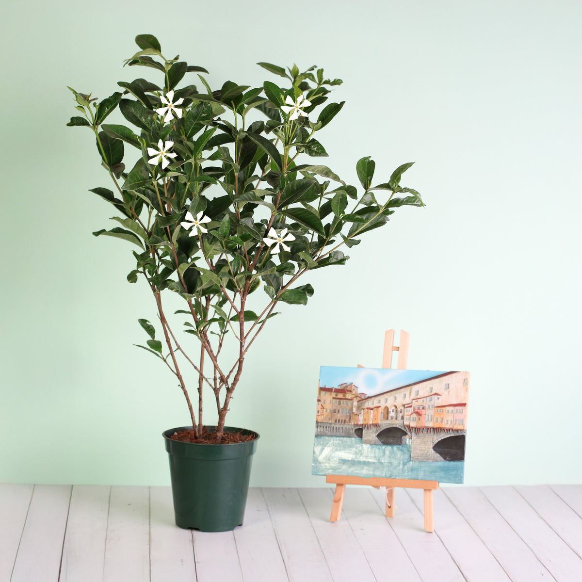 6" Nursery Vietnamese Gardenia blooming next to art