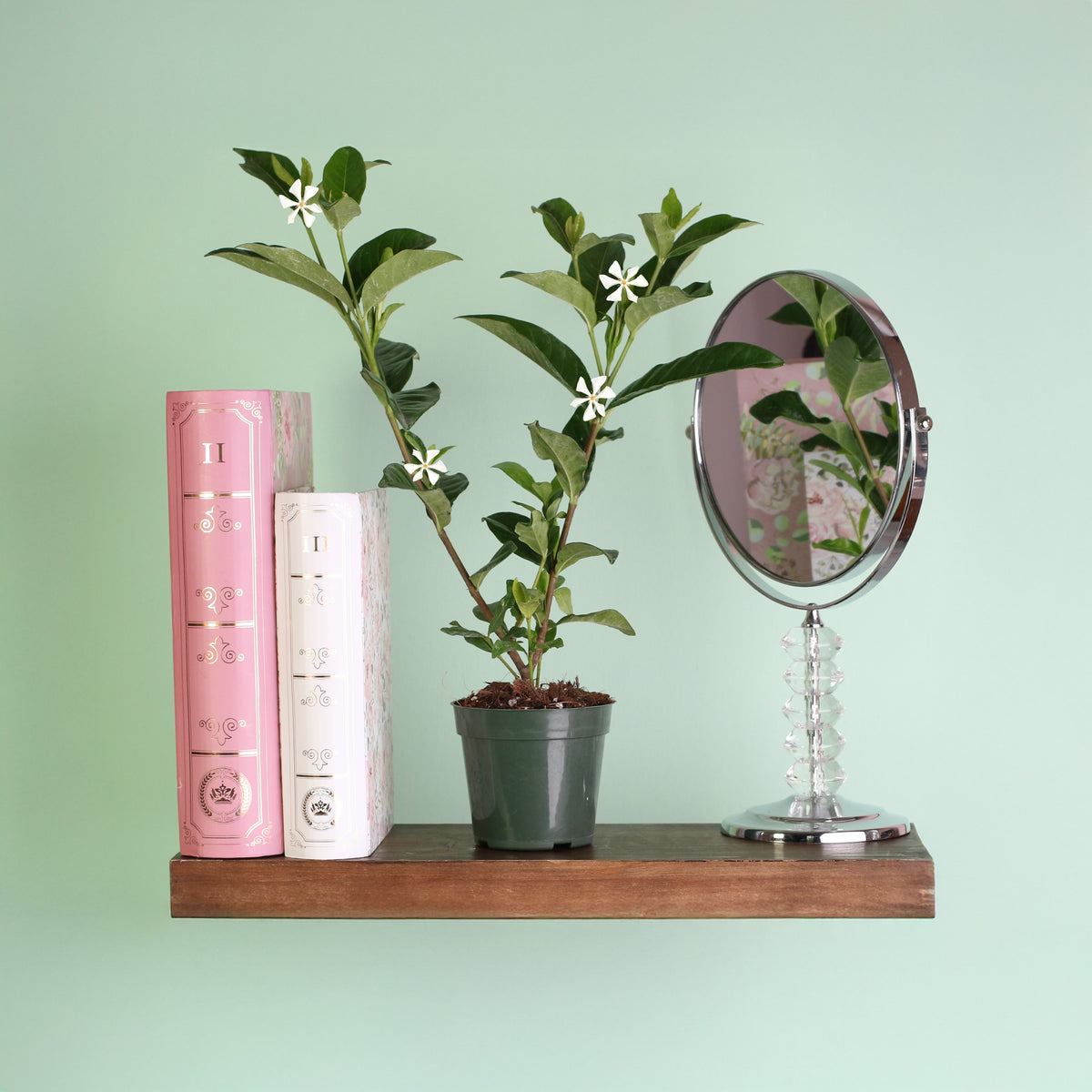 Blooming Vietnamese Gardenia on floating shelf.