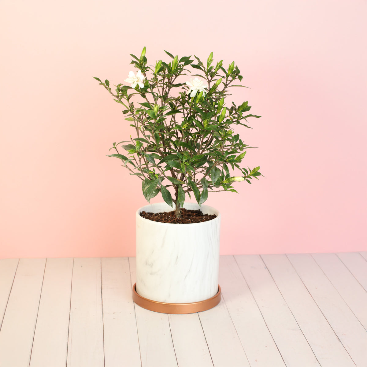 Gardenia 'Frost Proof' Cape Jasmine