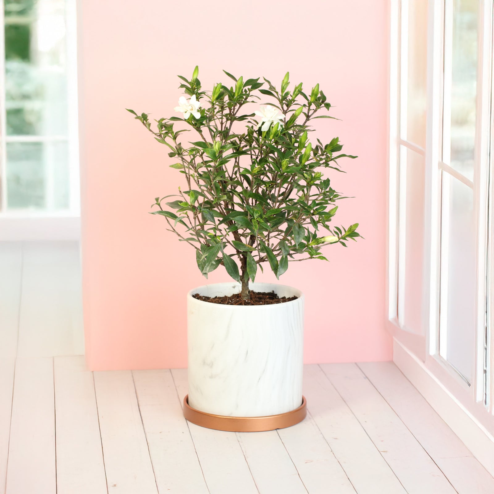 Frost Proof Gardenia near window