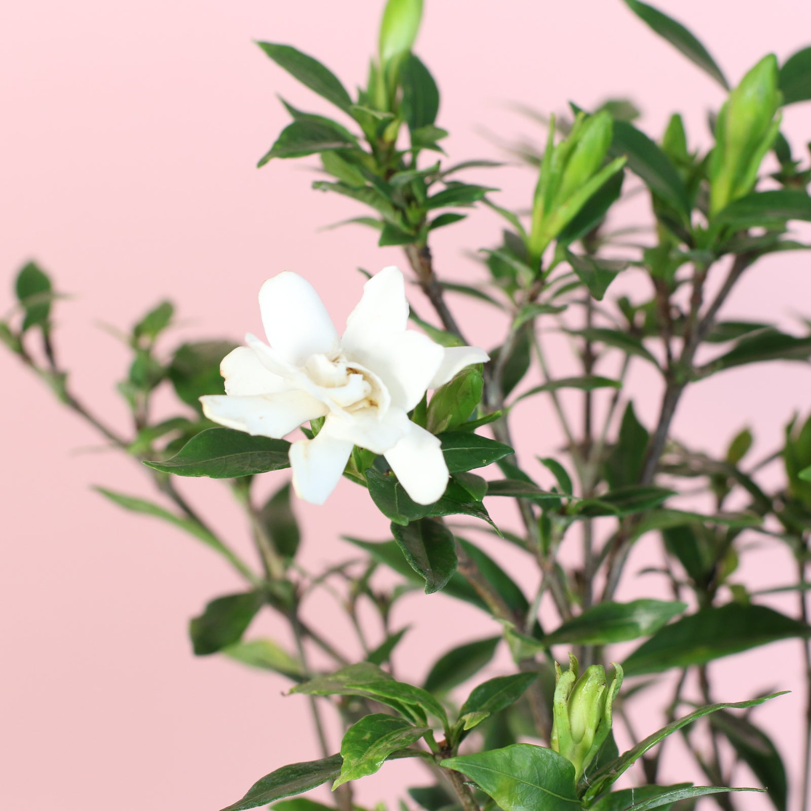Frost Proof Gardenia near window