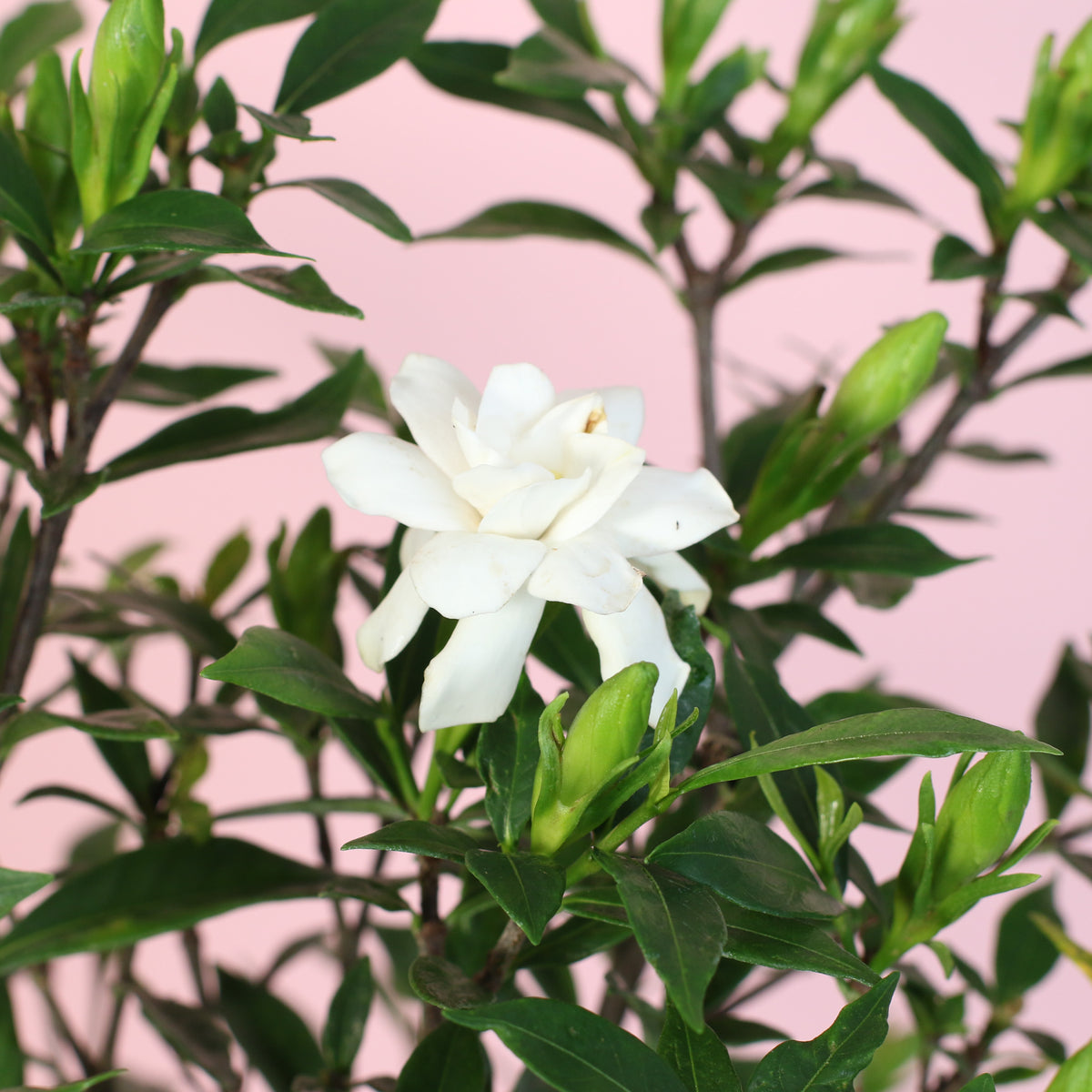 Gardenia 'Frost Proof' Cape Jasmine