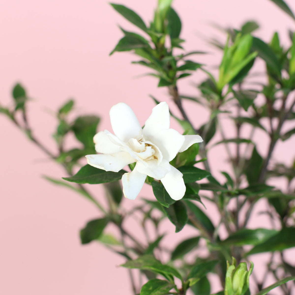 Gardenia 'Frost Proof' Cape Jasmine