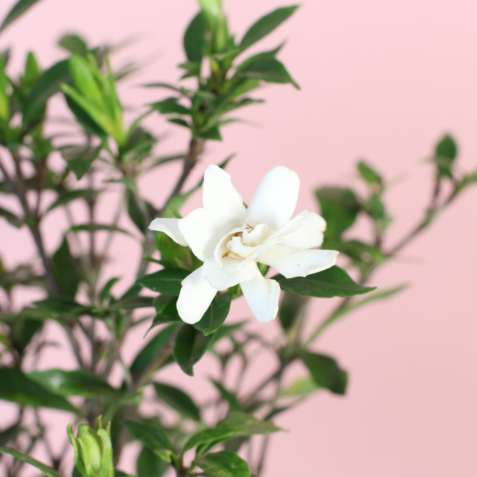 Frost Proof Gardenia near window