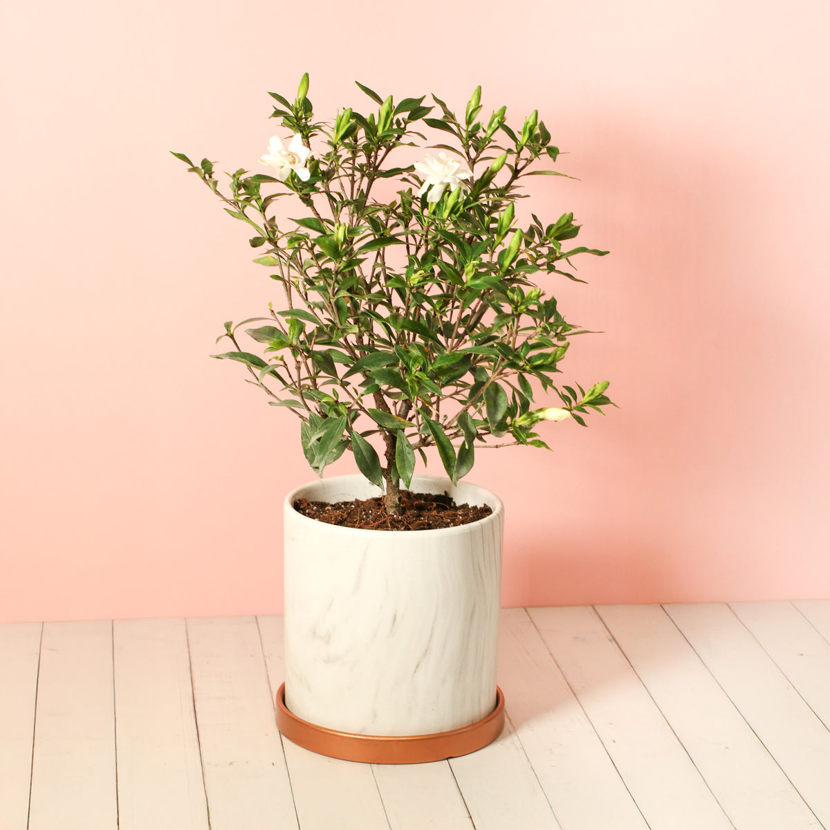 Gardenia 'Frost Proof' Cape Jasmine