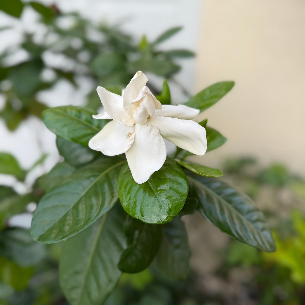 White-flower-gardenia