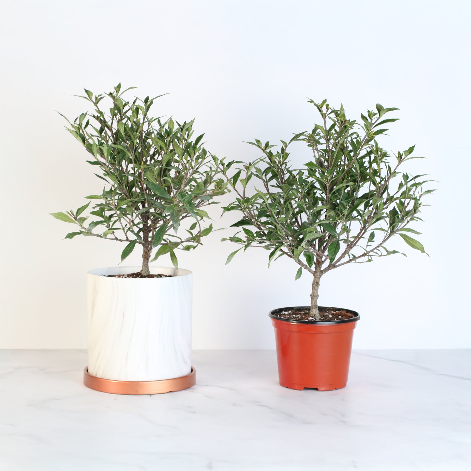 Gardenia 'Frost Proof' Cape Jasmine