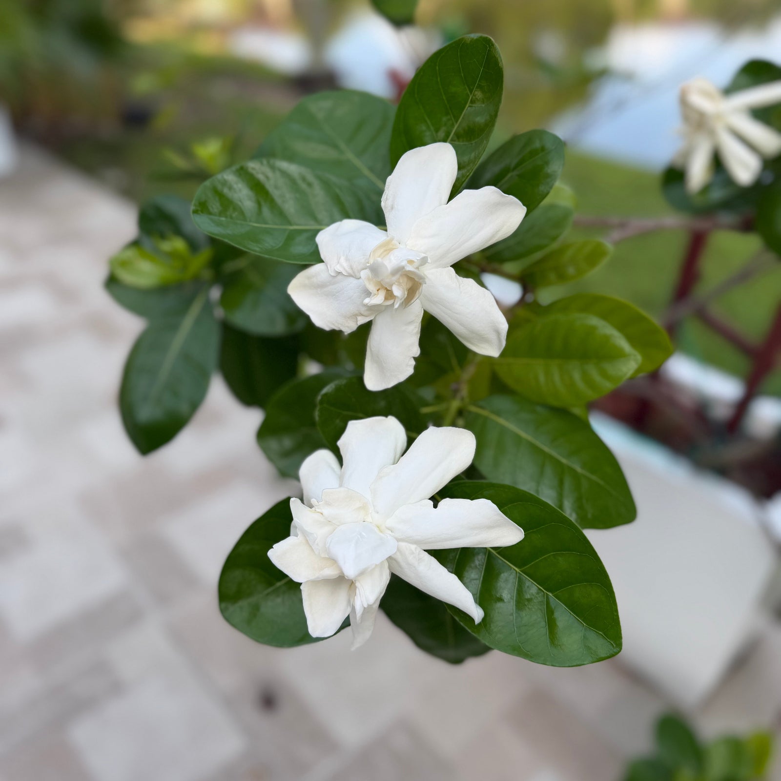 Gardenia-Taitensis-in-the-garden