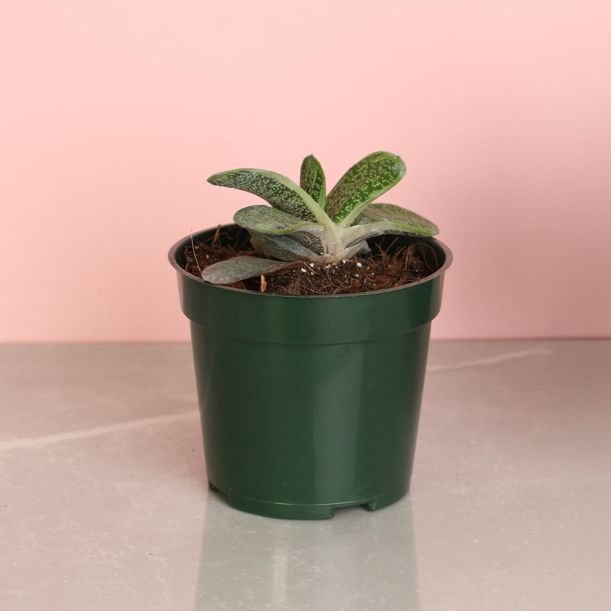 4" Nursery Gasteria Little Warty Succulent