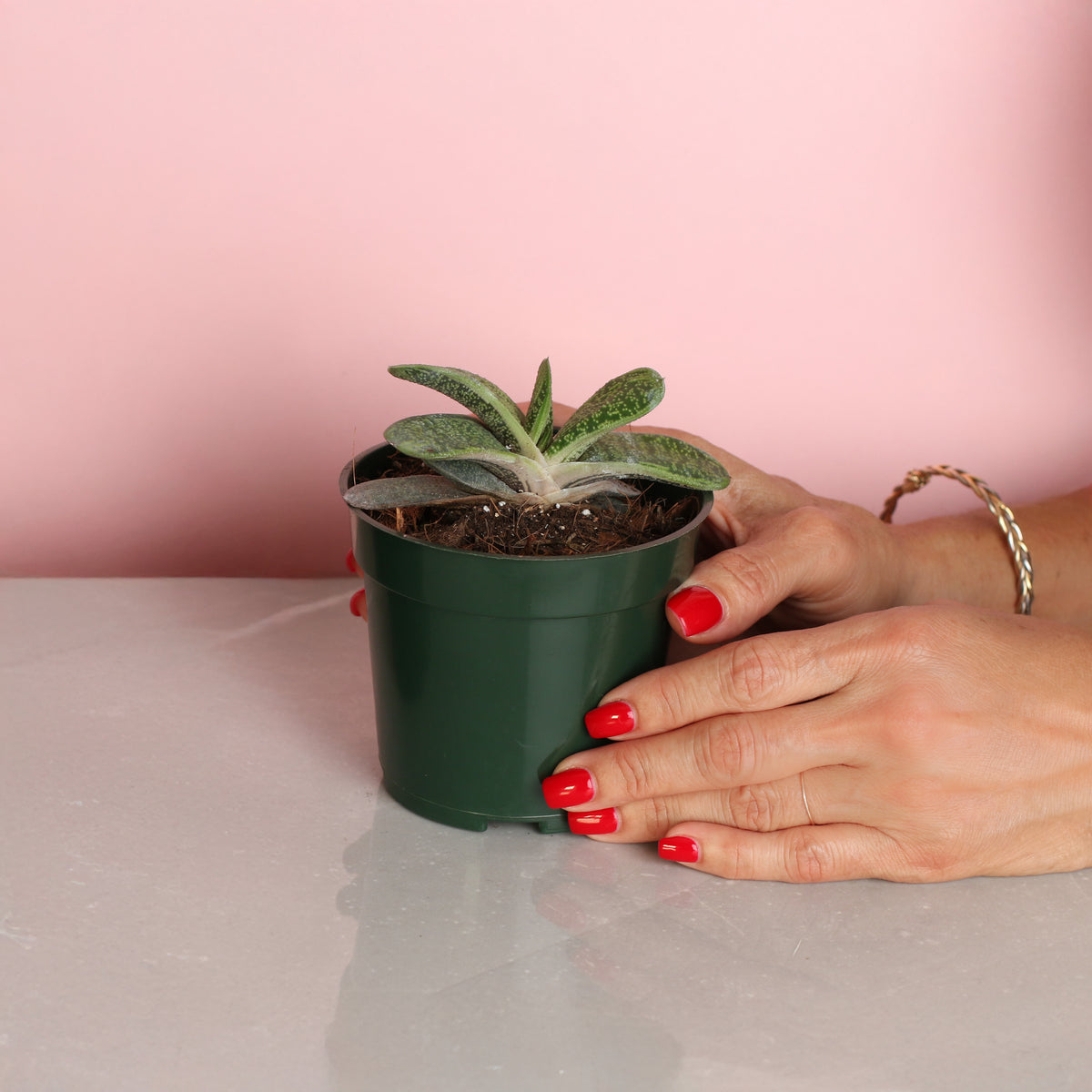 4" Nursery Gasteria Little Warty Succulent in hand. 
