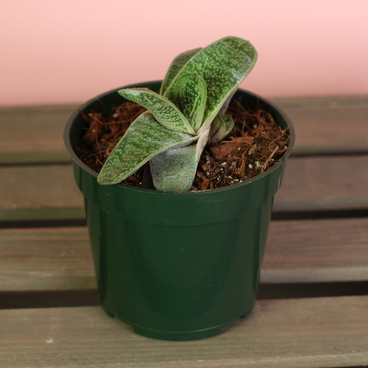 4" Nursery Gasteria Little Warty Succulent