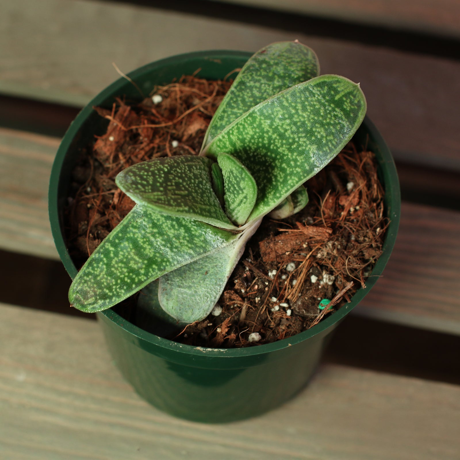 4" Nursery Gasteria Little Warty Succulent