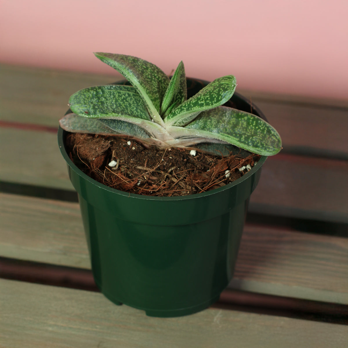 Top view of 4" Nursery Gasteria Little Warty Succulent