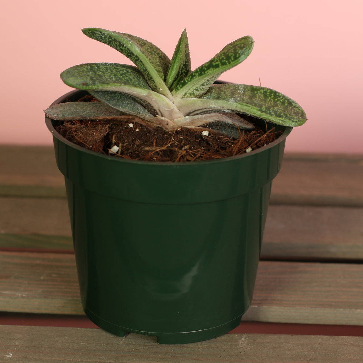 4" Nursery Gasteria Little Warty Succulent