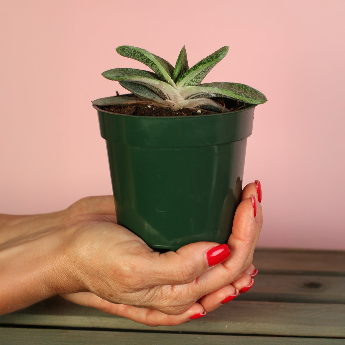 4" Nursery Gasteria Little Warty Succulent in hand. 