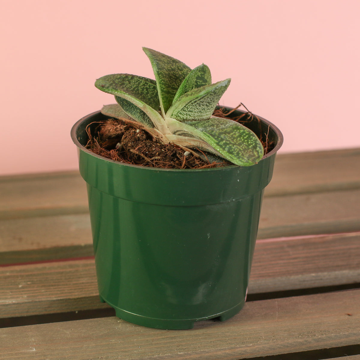 4" Nursery Gasteria Little Warty Succulent