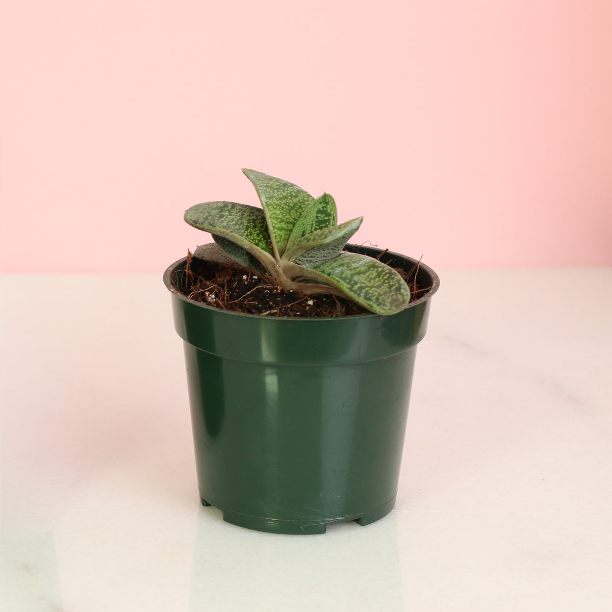 4" Nursery Gasteria Little Warty Succulent