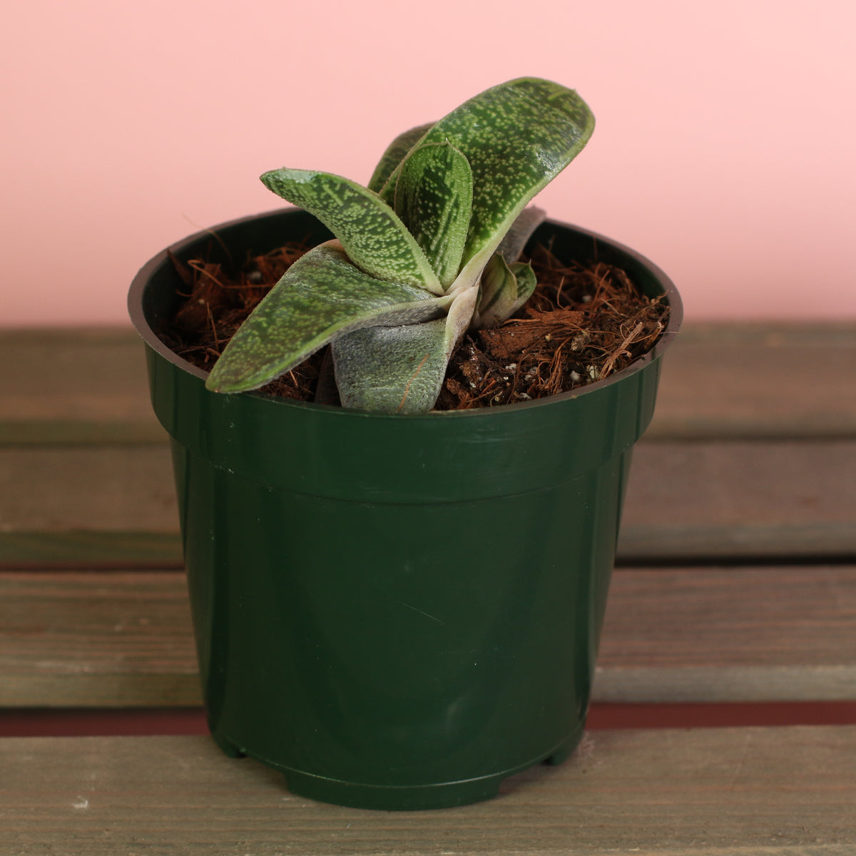 4" Nursery Gasteria Little Warty Succulent