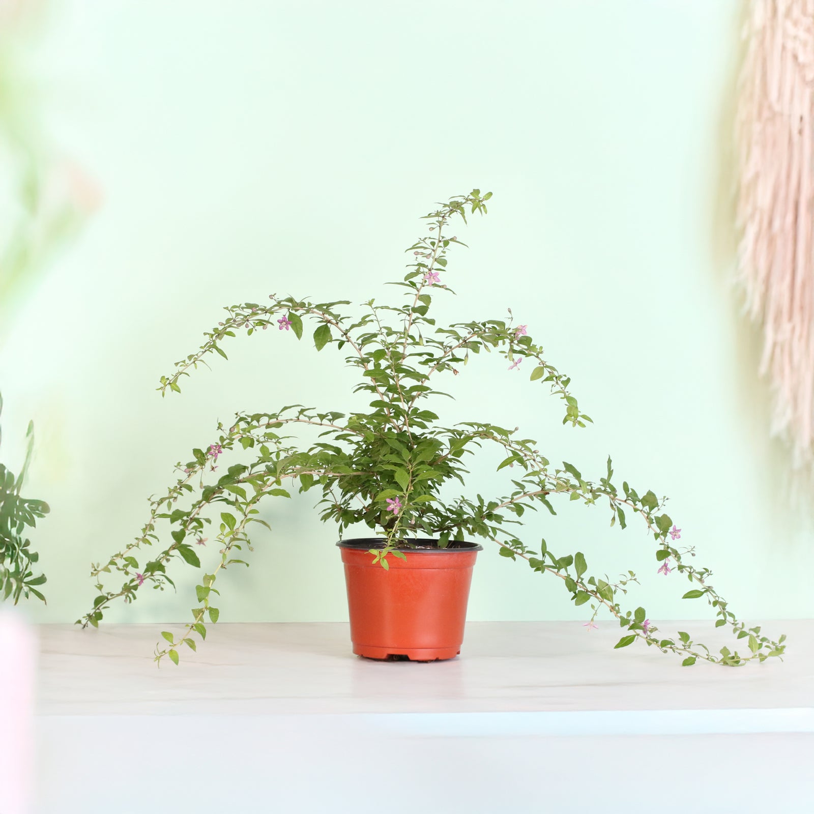 Goji Berry plant with blooms