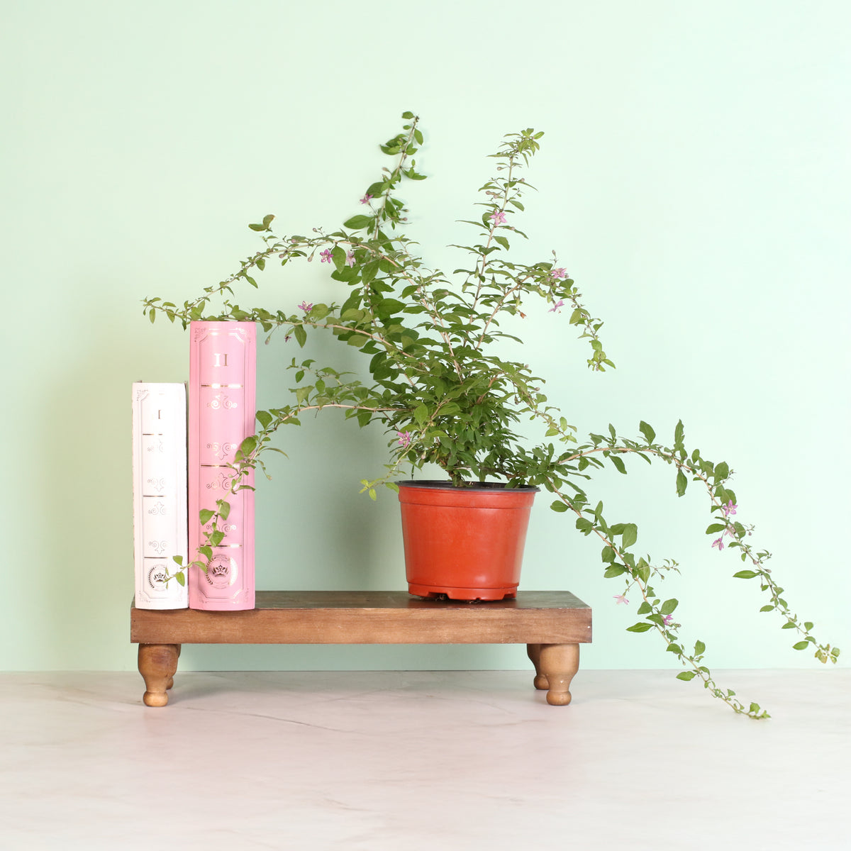 Goji Berry next to books on shelf. 