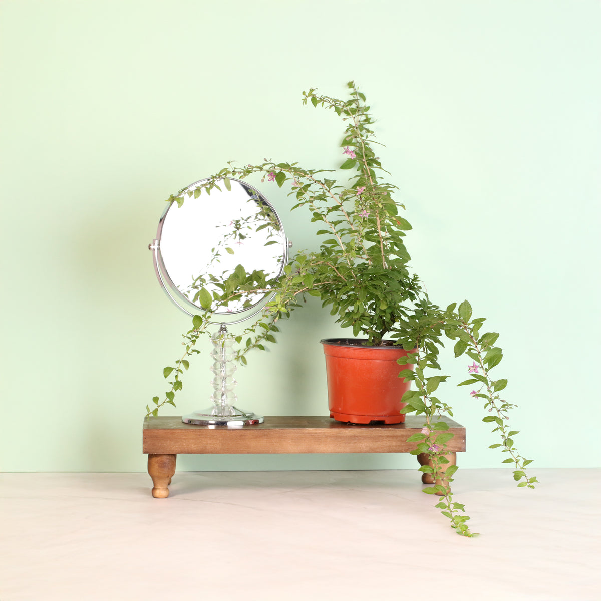 Goji Berry next to mirror