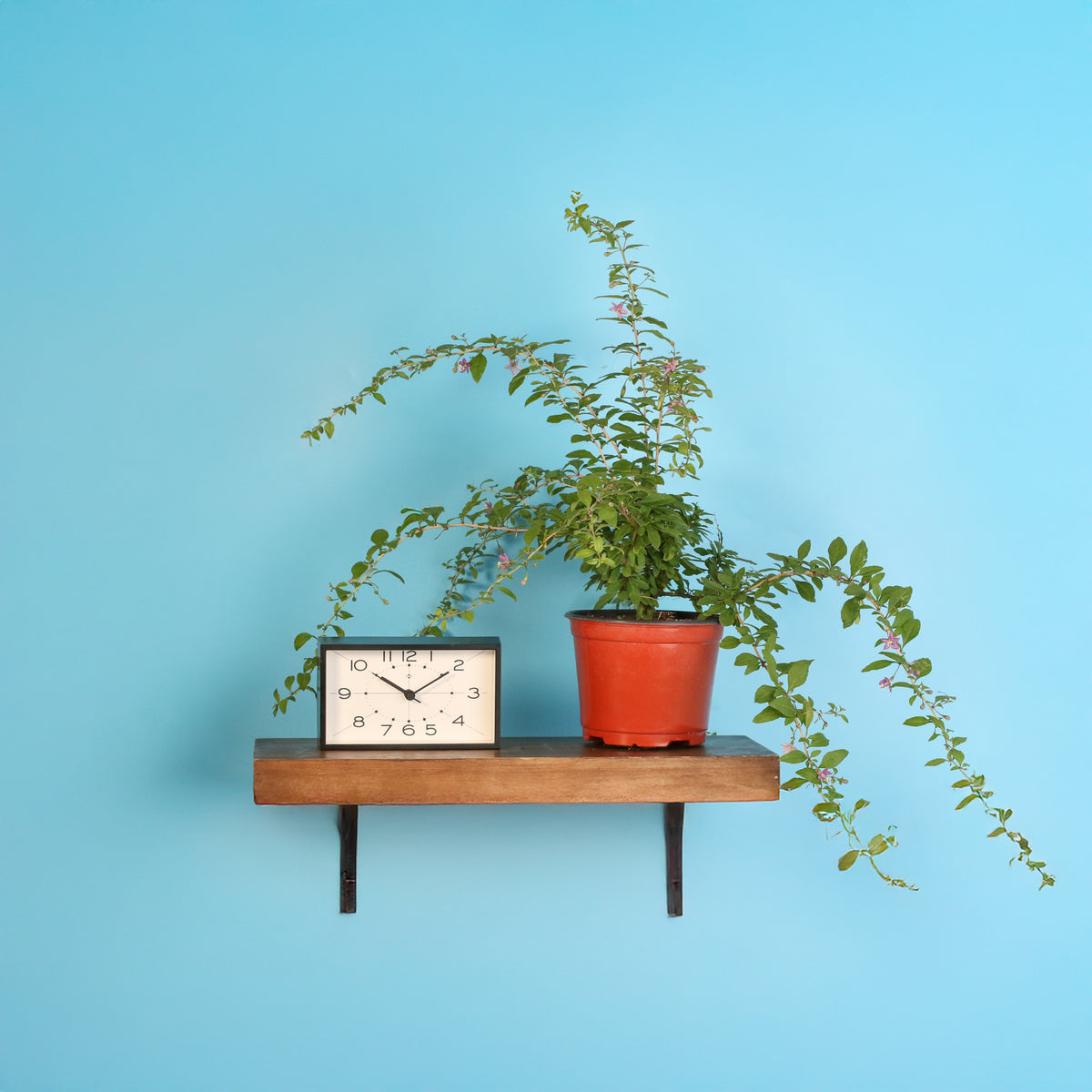 Goji Berry on floating shelf next to clock. 