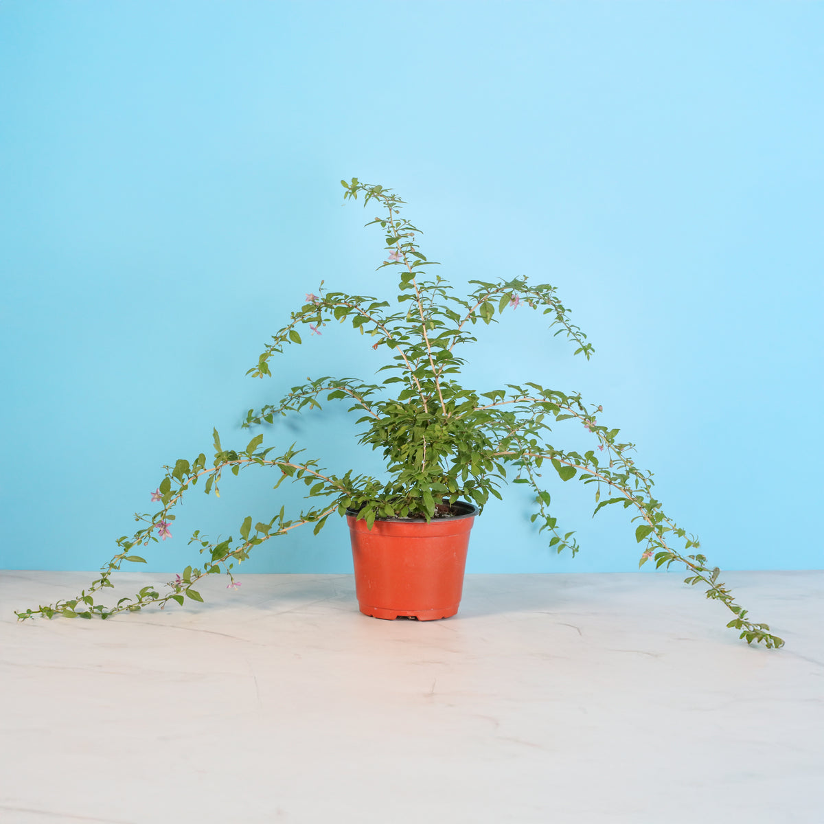 Goji Berry with flowers blooming