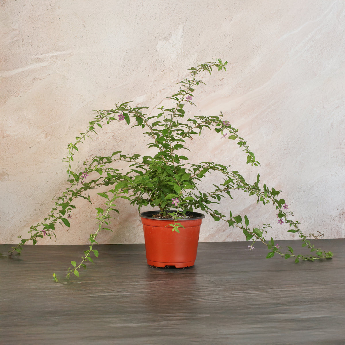 Goji Berry with fresh flower blooms