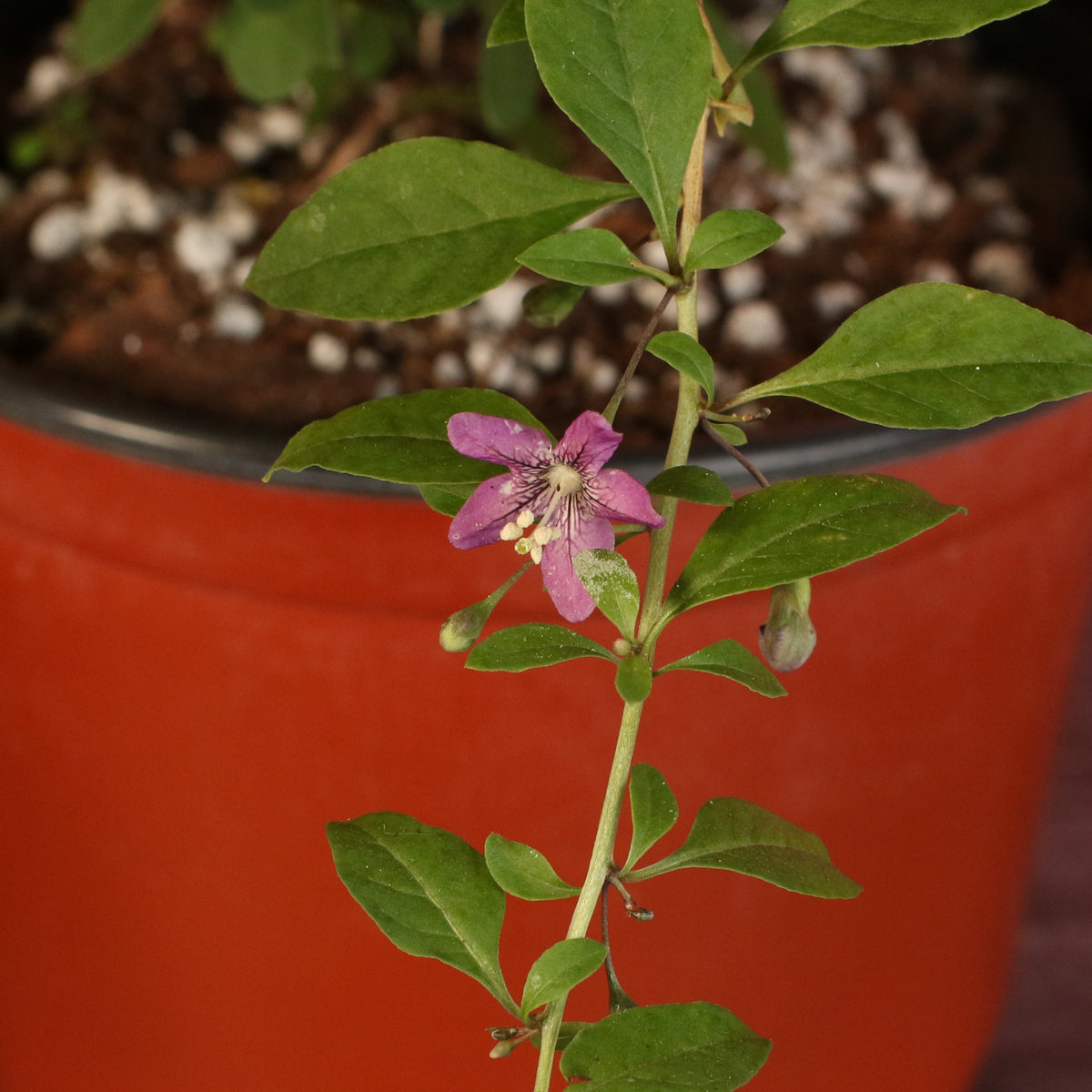 Up close flower of Goji Berry Plant. 