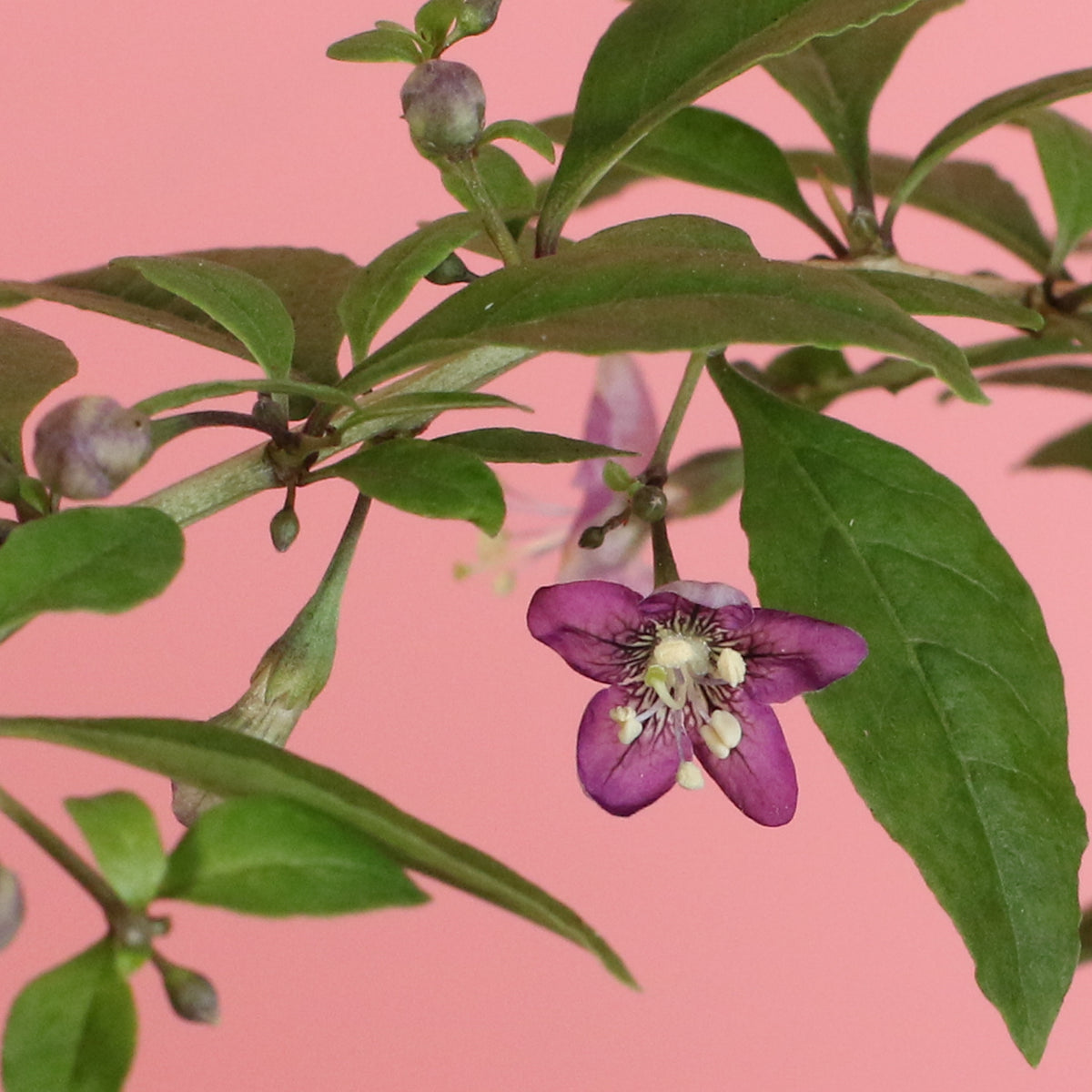 Goji Berry flower up close. 