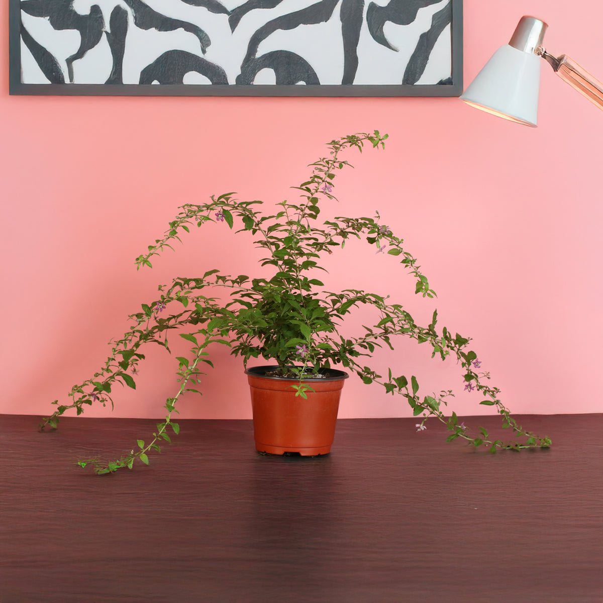 Goji Berry next to lamp