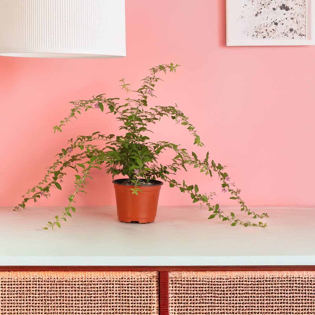 Goji Berry on top of table