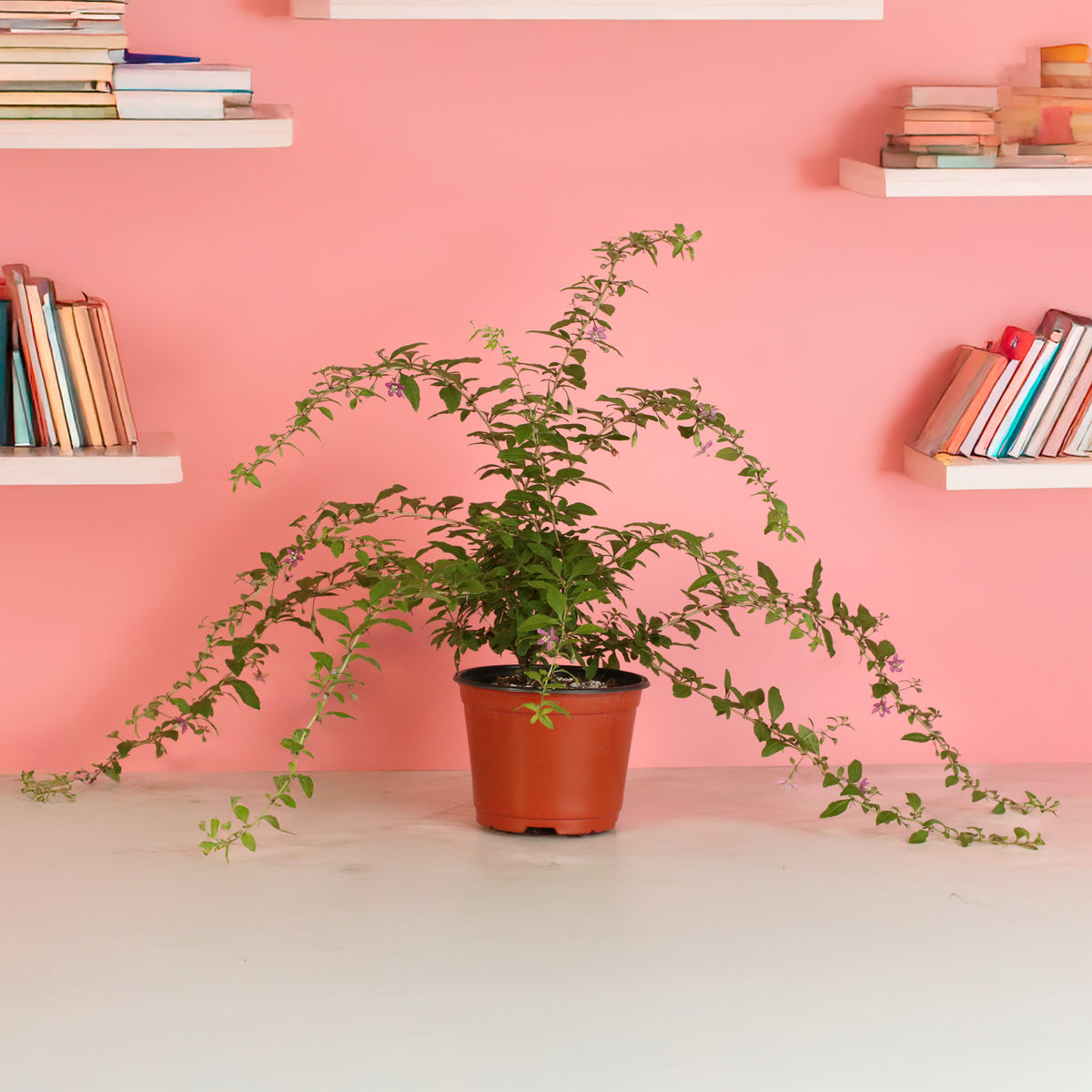 Goji Berry on book shelf. 