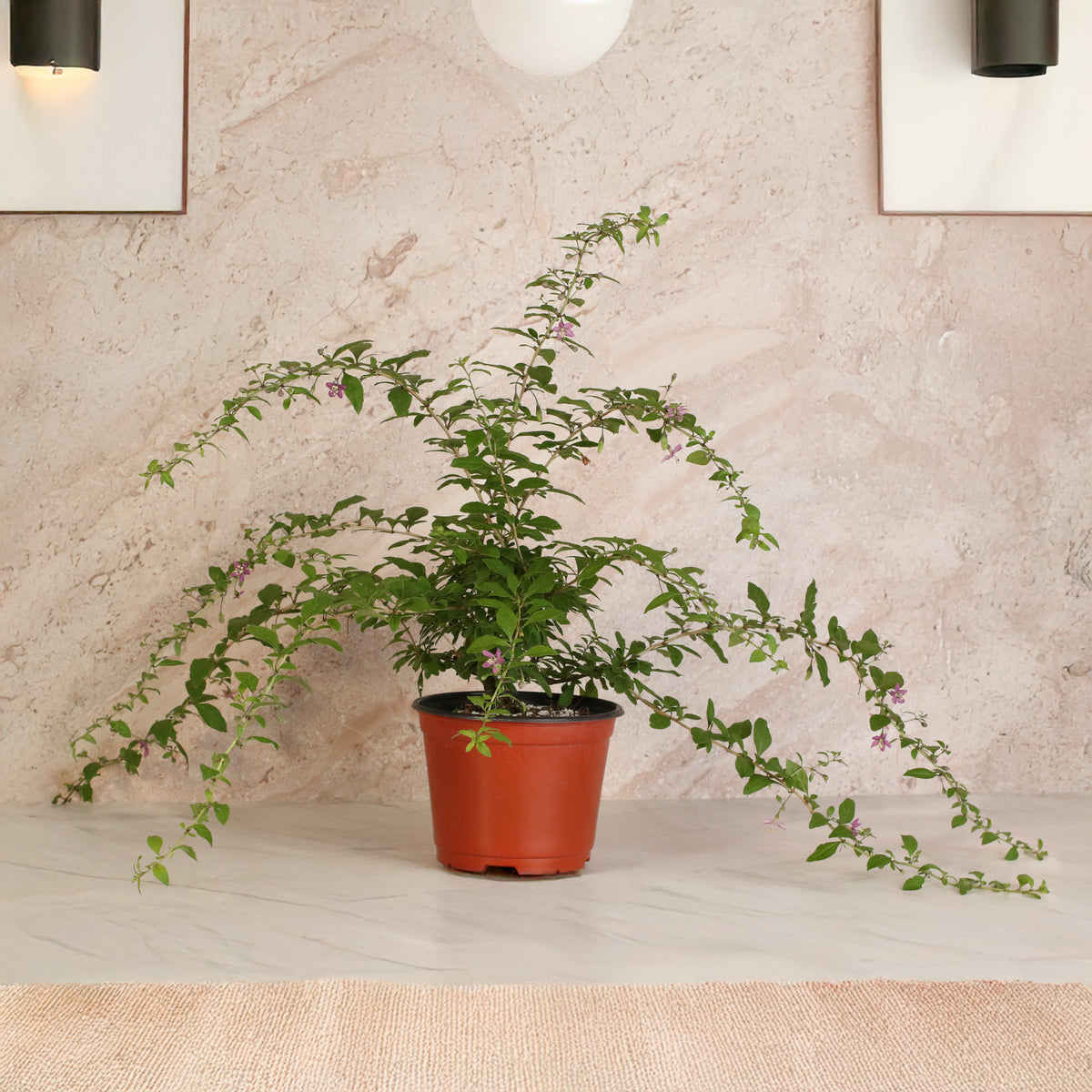 Goji Berry plant on table top. 