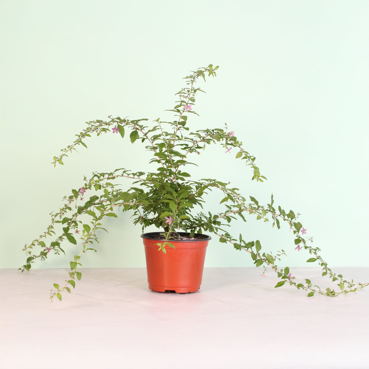 Goji Berry in bloom