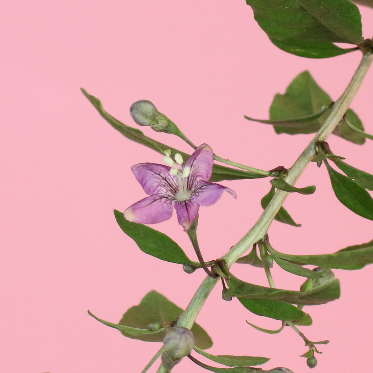 Goji Berry close up
