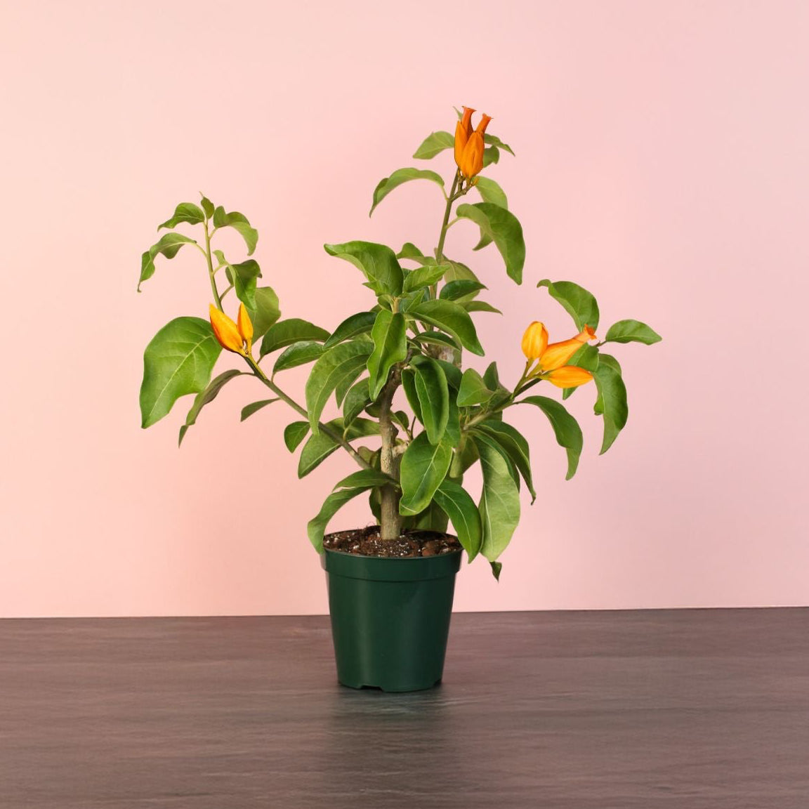 Gold Finger Plant Juanulloa Mexicana Aurantiaca