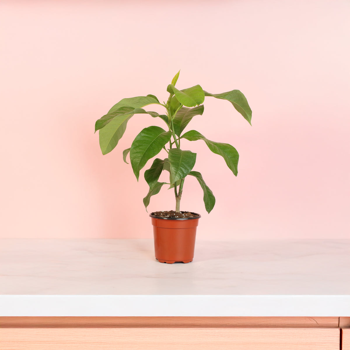Magnolia Champaca on top of the counter