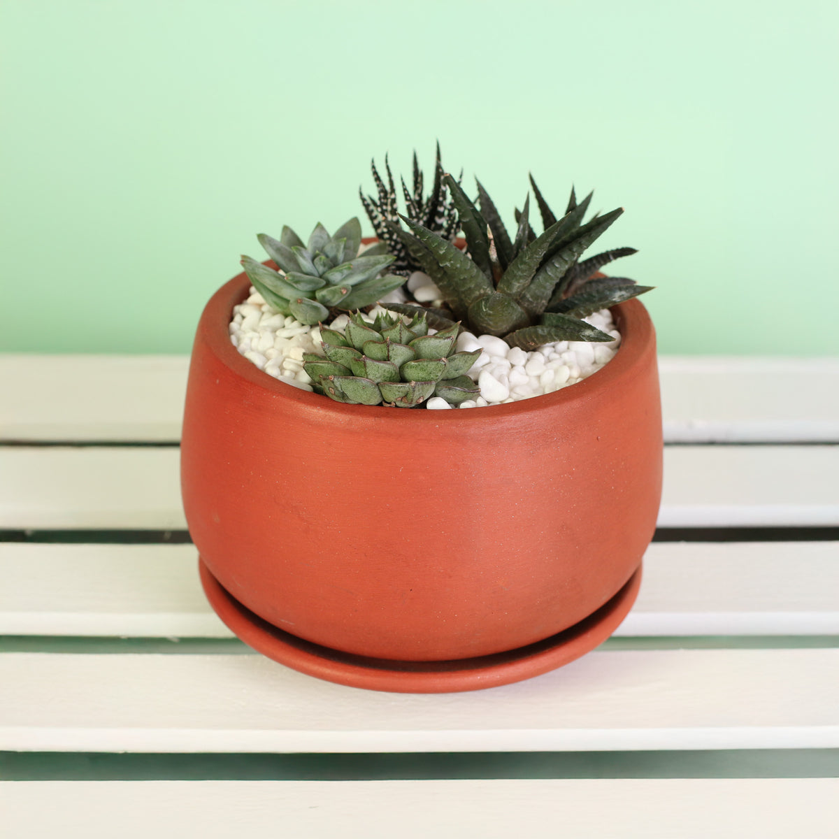 Green Escape Terracotta Creation DIY