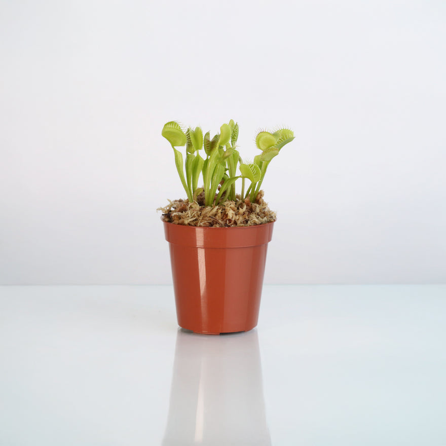 Nursery 2" Venus Fly Trap