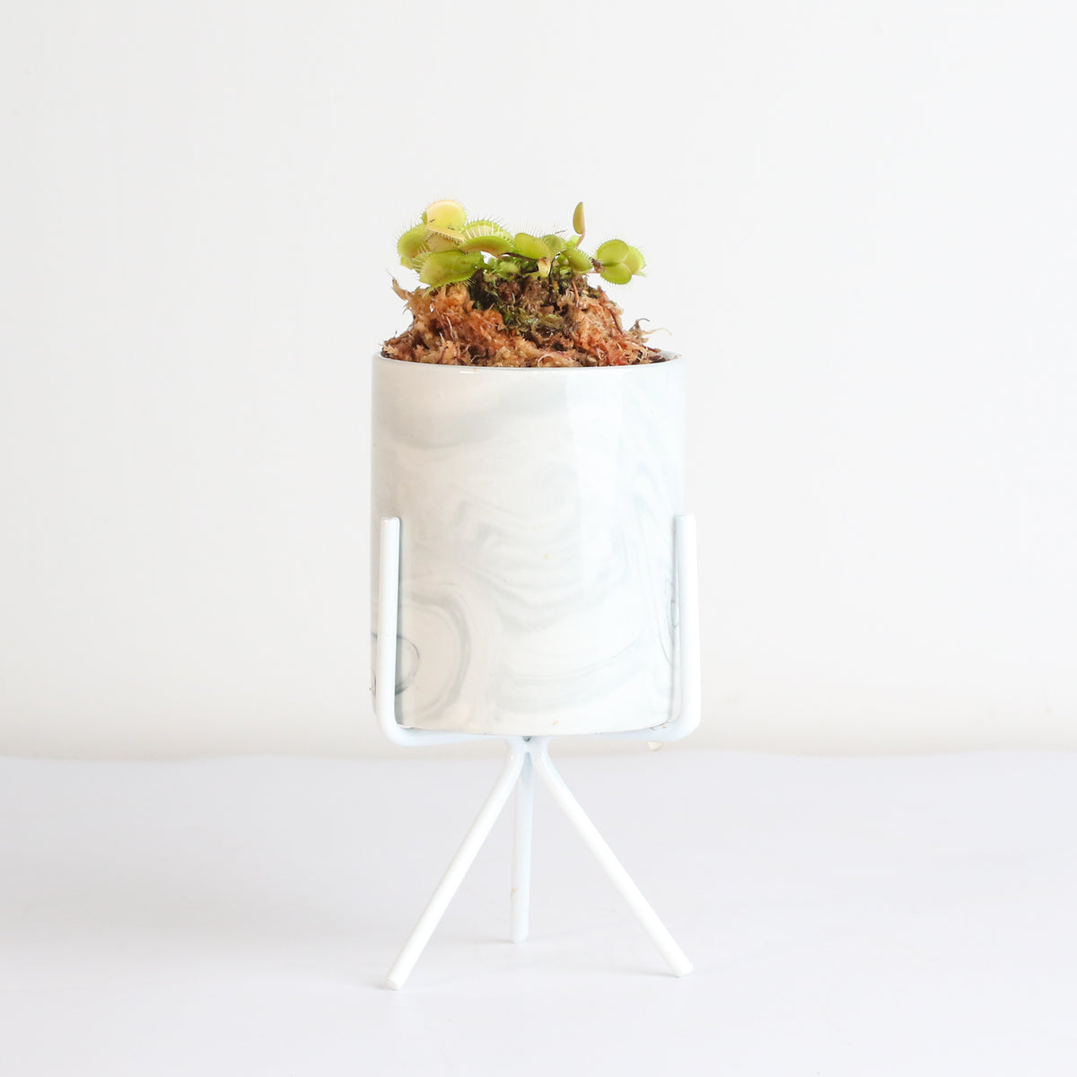 Green Venus Flytrap Carnivorous Plant