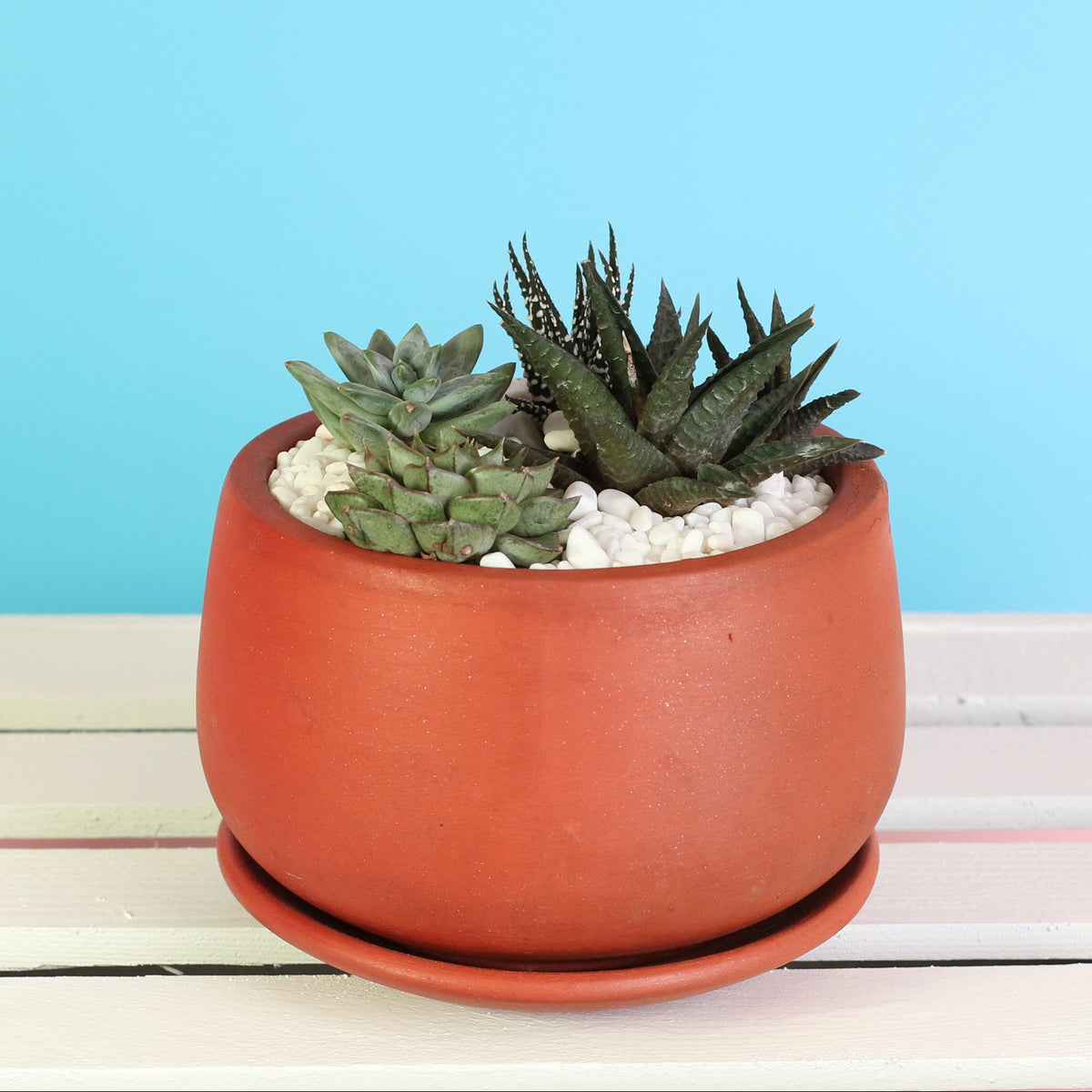 Green Escape Terracotta Creation DIY