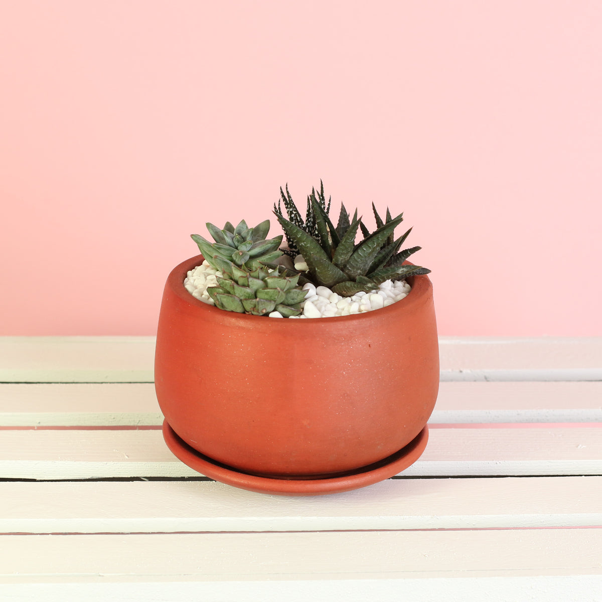 Variety of succulents in Green Escape Terracotta Creation DIY