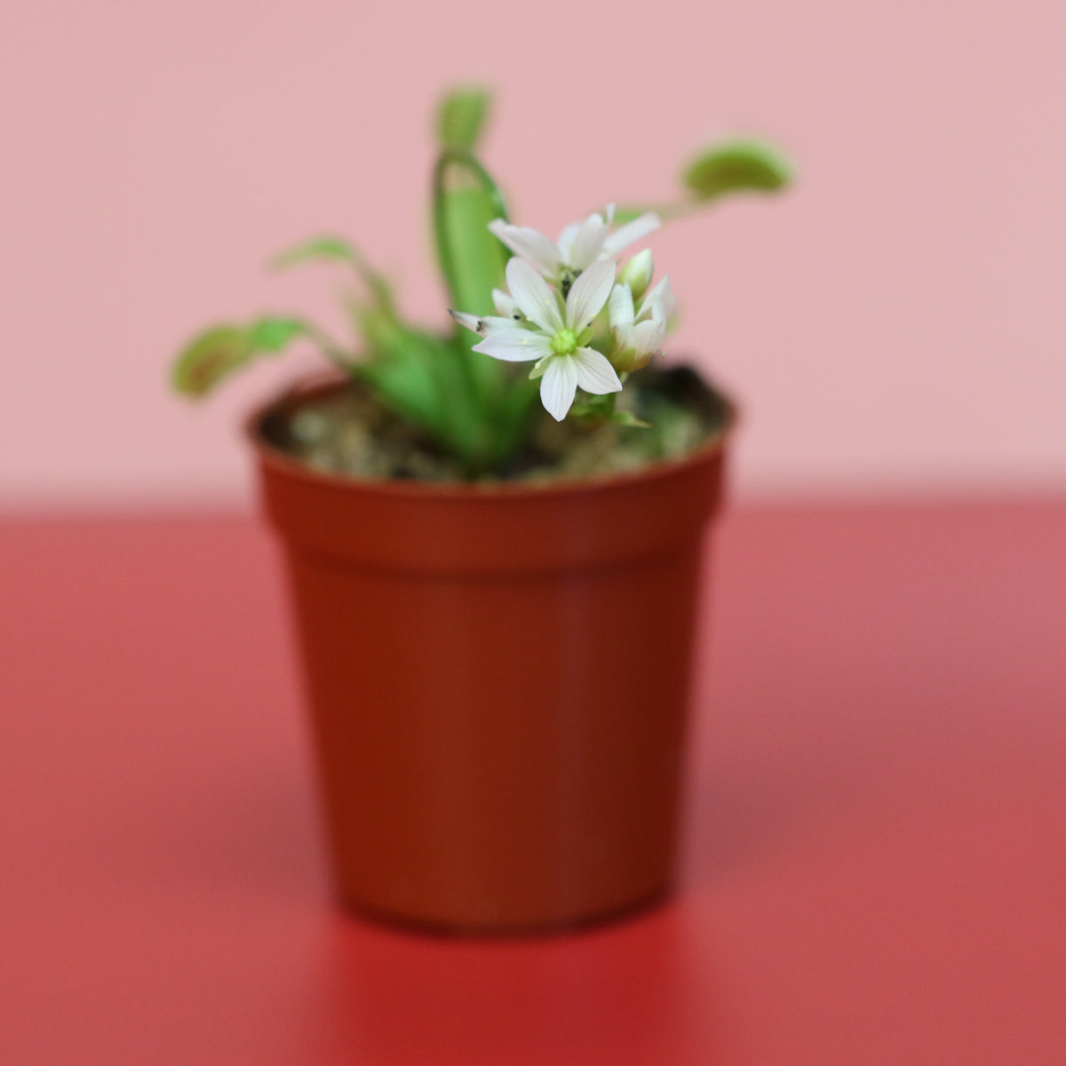 Nursery 2&quot; Venus Fly Trap
