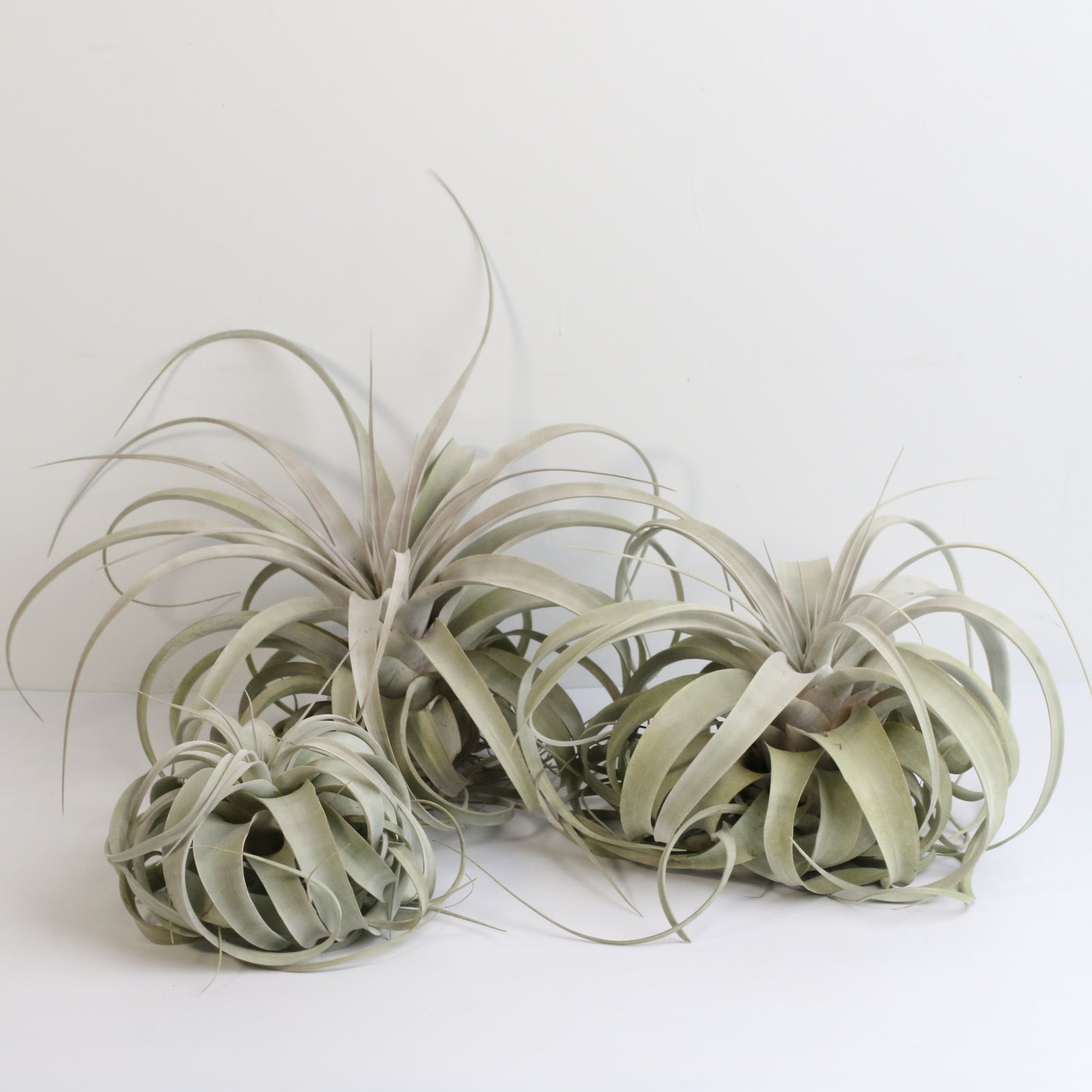 files/Group-Tillandsia_Xerographic-1.jpg
